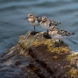 Meet your Posher, Jenny